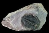 Metacanthina Trilobite - Lghaft, Morocco #163893-1
